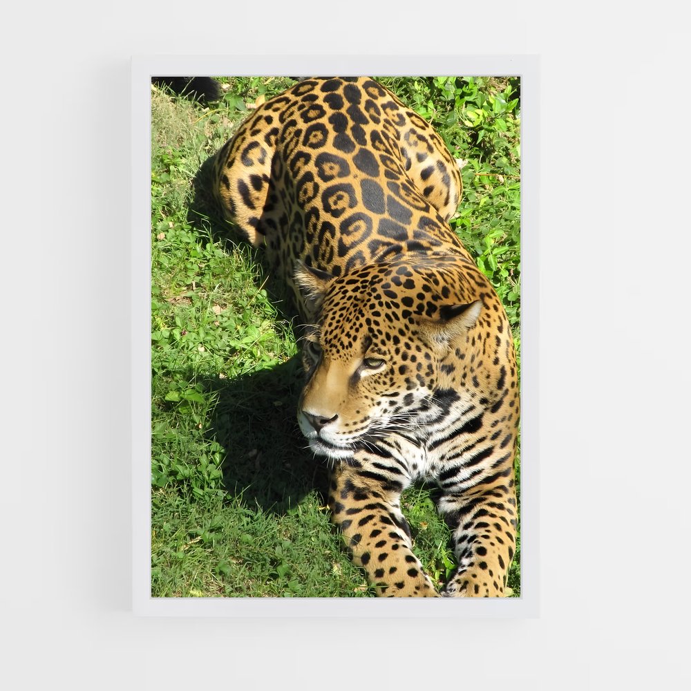 Poster Jaguar dans l'Herbe (vue 3)