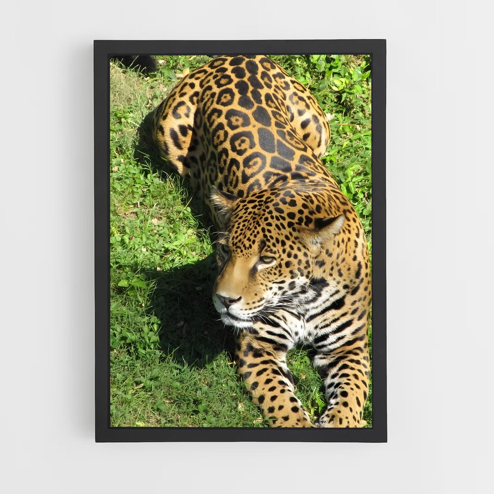 Poster Jaguar dans l'Herbe (vue 2)