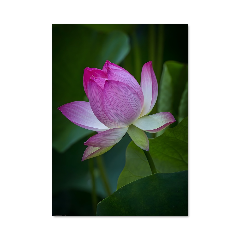 Poster Lotus Lumineux