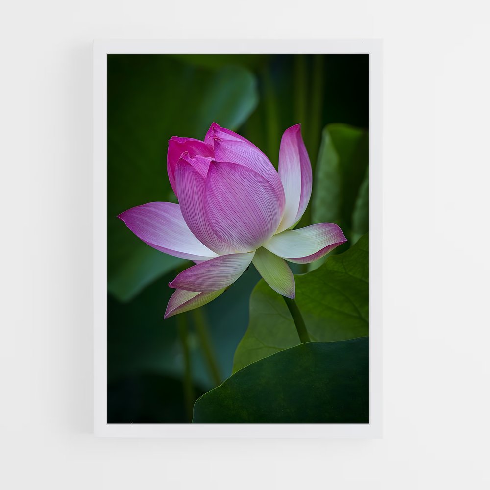Poster Lotus Lumineux (vue 3)