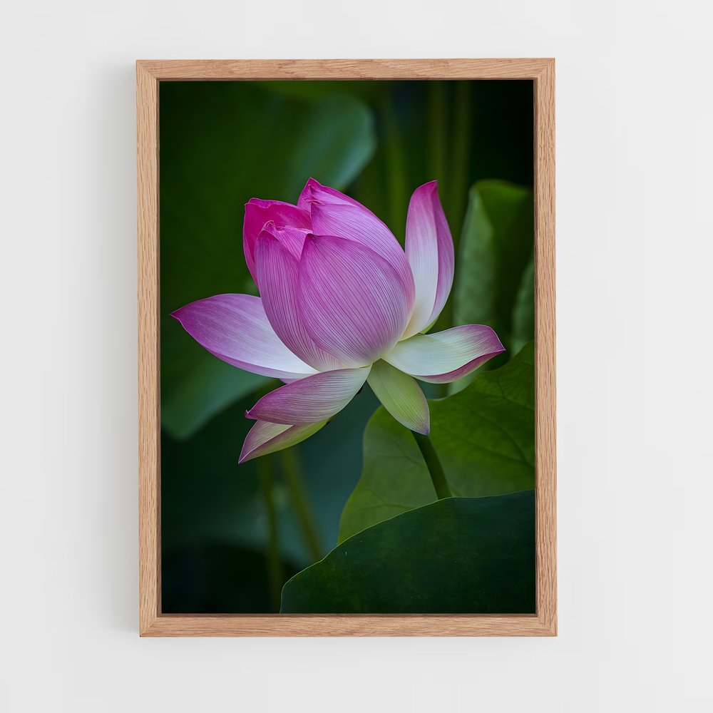 Poster Lotus Lumineux (vue 4)