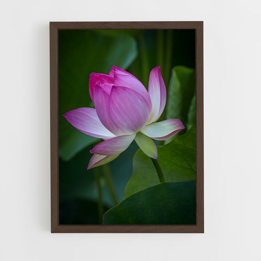 Poster Lotus Lumineux (vue 5)