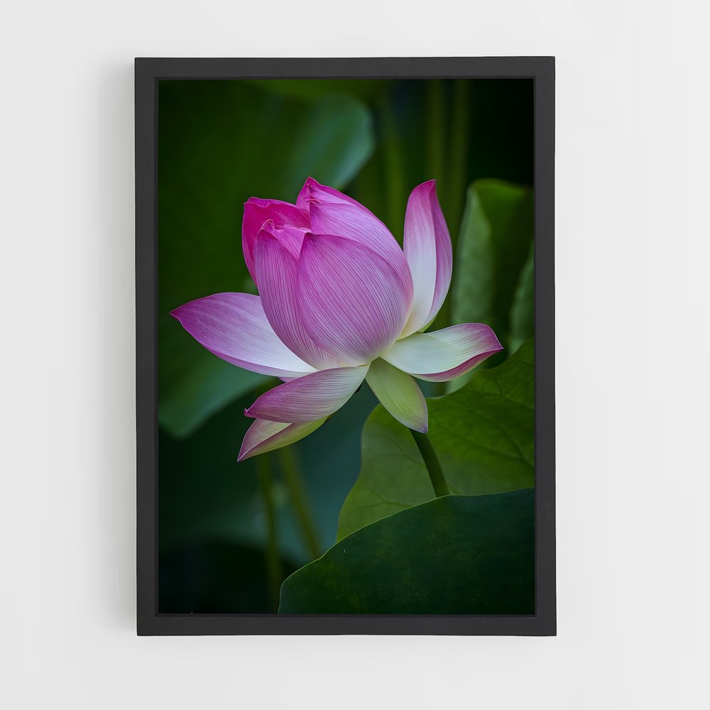 Poster Lotus Lumineux (vue 2)